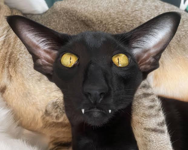 cat 3