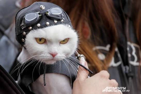 cat 3